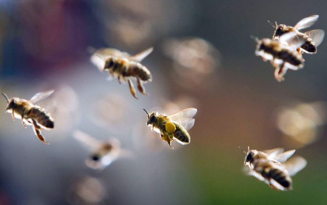 Bee: photo + interesting facts