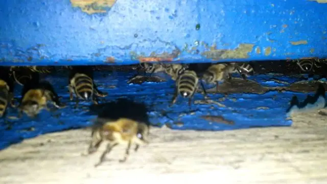 Bee: photo + interesting facts