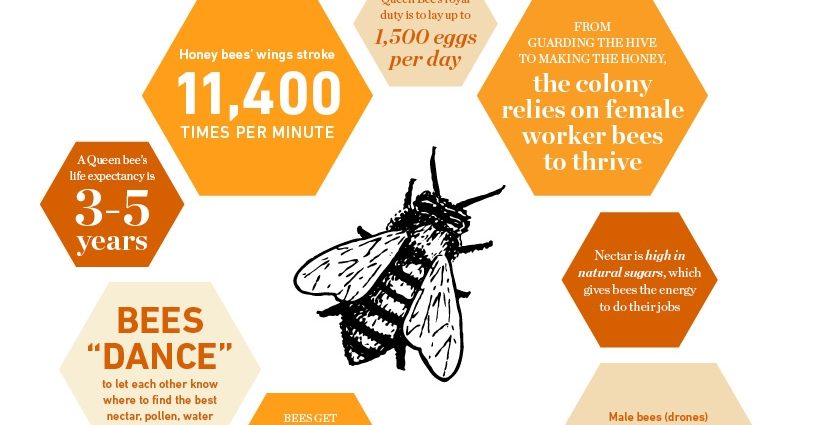 Bee: photo + interesting facts