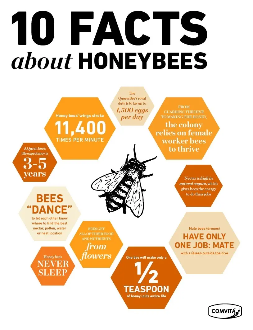 Bee: photo + interesting facts