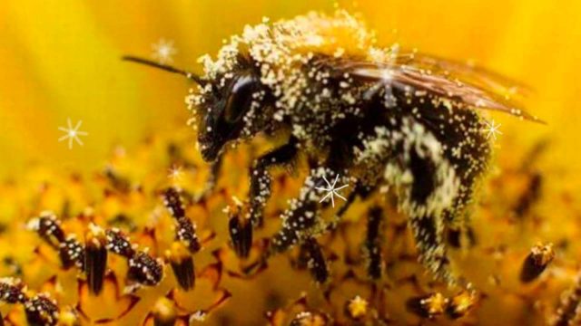 Bee pollen: useful properties and applications