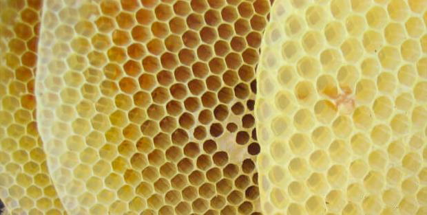 Bee products and their use by humans