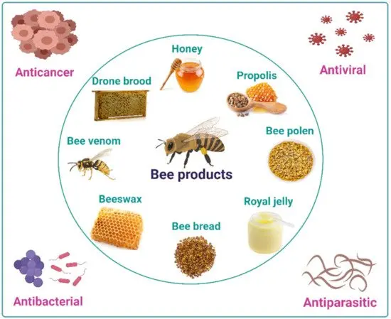 Bee products and their use by humans