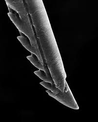 Bienenstich: Foto unter dem Mikroskop