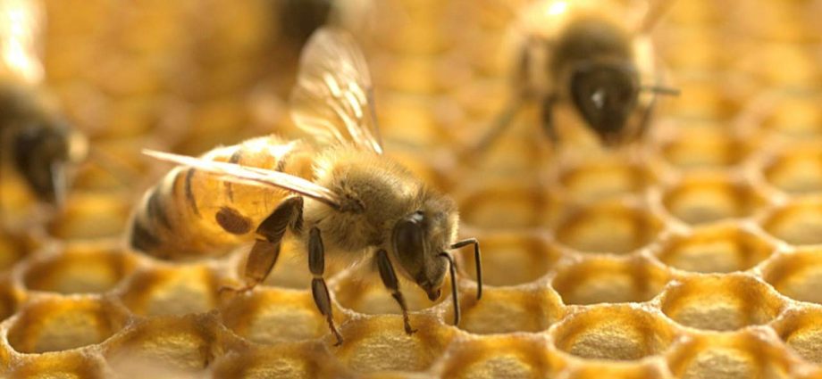 Bee venom can have anti-cancer properties and destroy breast cancer cells. Will there be a breakthrough?