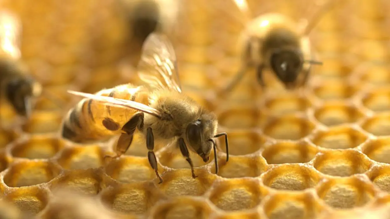 Bee venom can have anti-cancer properties and destroy breast cancer cells. Will there be a breakthrough?