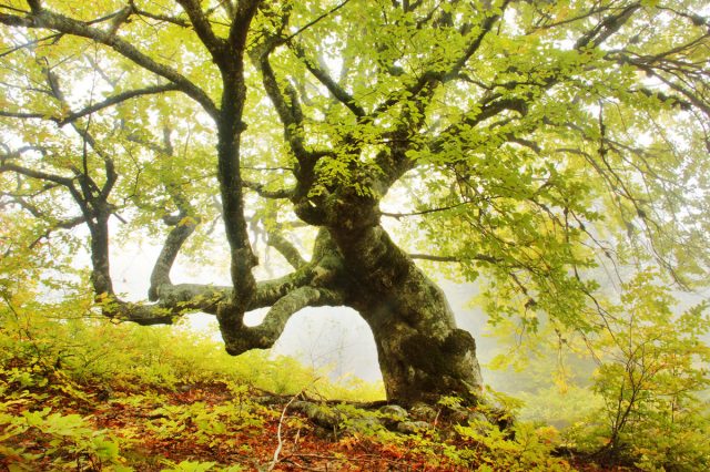 Beech tree: photo and description