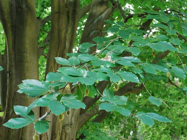 Beech tree: photo and description