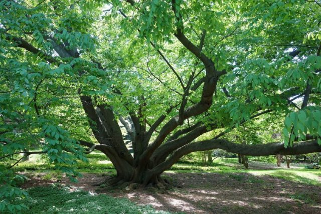 Beech tree: photo and description