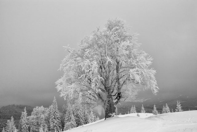 Beech tree: photo and description