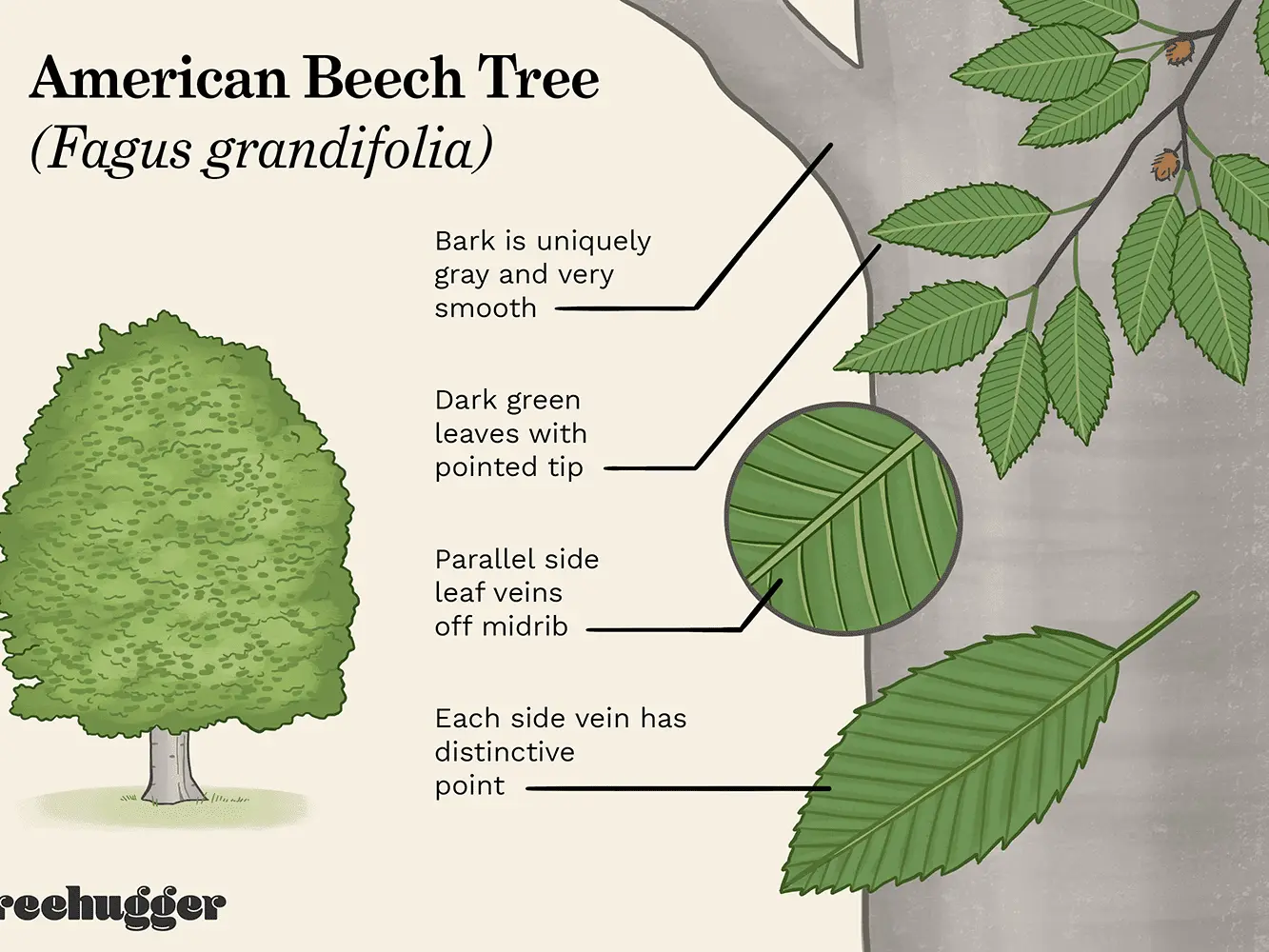 Beech tree: photo and description