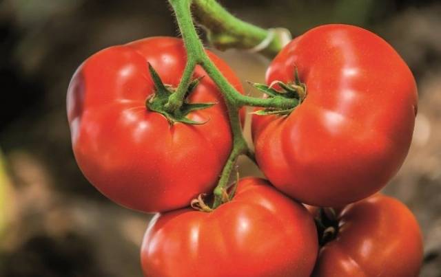 Beef big tomato: characteristics and description of the variety