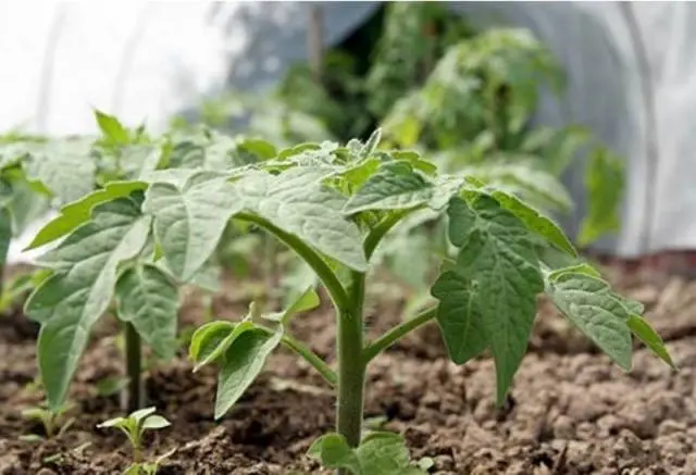 Beef big tomato: characteristics and description of the variety