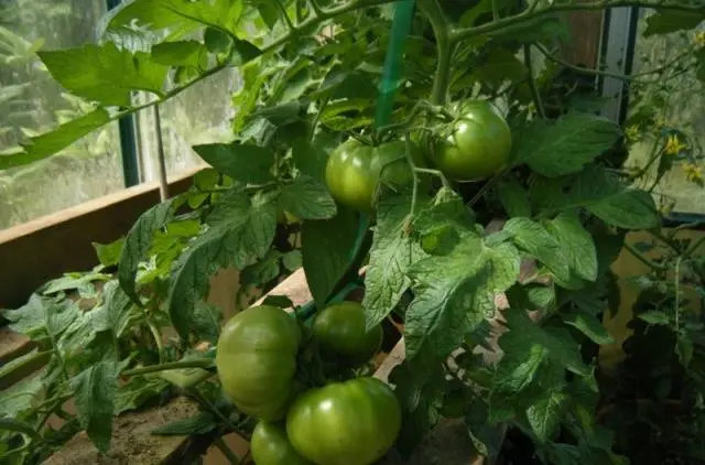 Beef big tomato: characteristics and description of the variety