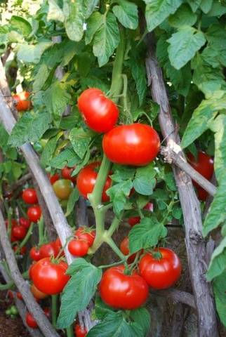 Beef big tomato: characteristics and description of the variety