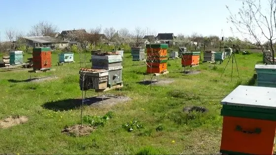 Beekeeping as a business