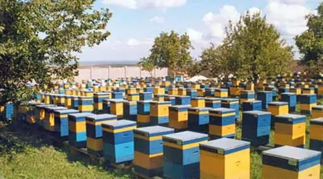 Beekeeping as a business