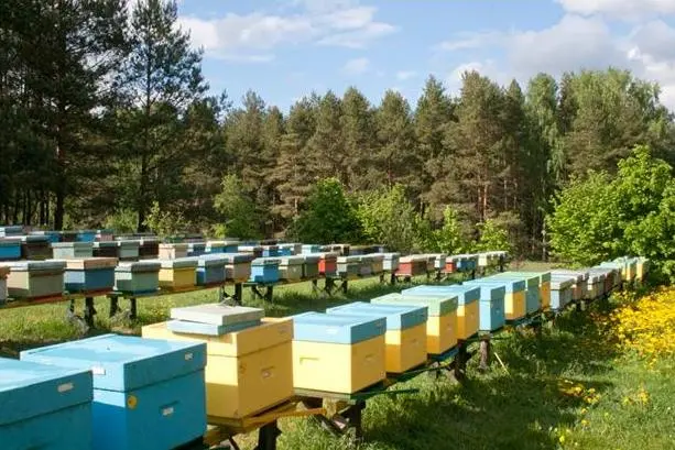 Beekeeping as a business