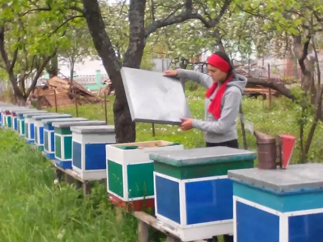 Beekeeping as a business