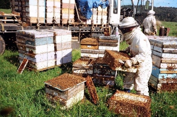 Beekeeping as a business