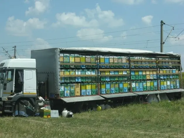 Beekeeping as a business