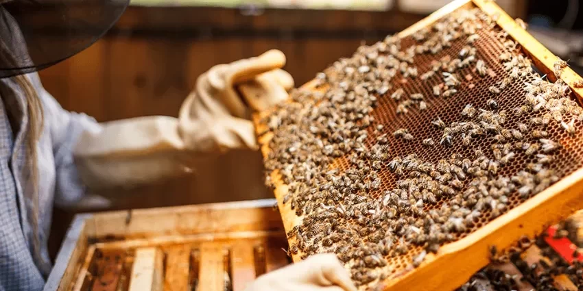 Beekeeping as a business