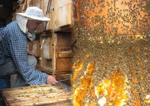 Beekeeping business plan