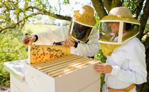 Beekeeping business plan