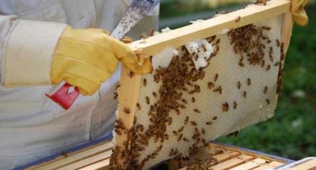 Beekeeping business plan