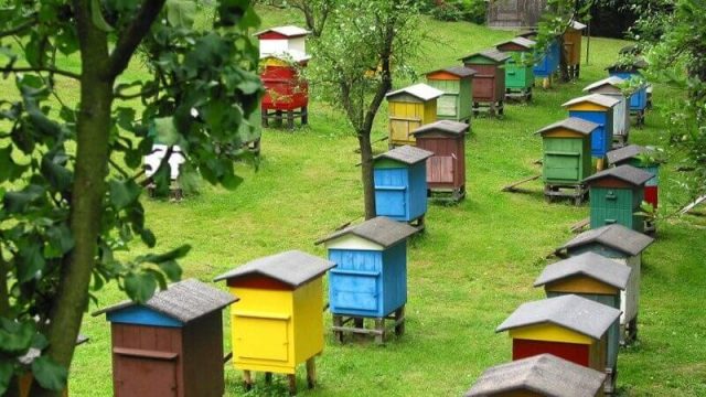 Beekeeping business plan