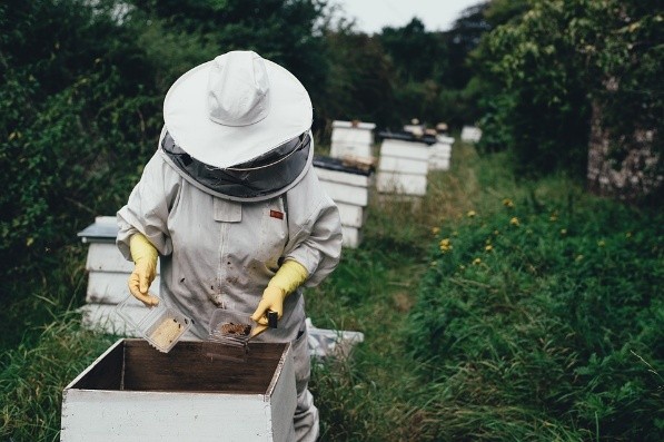 Beekeeping business plan