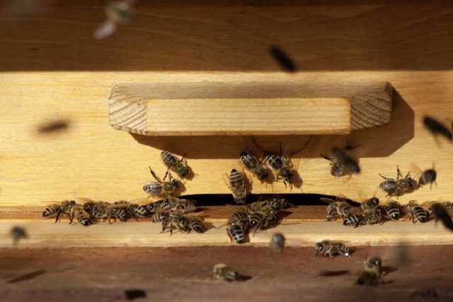 Beekeeping equipment