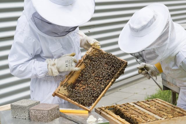 Beekeeping equipment