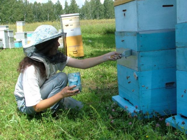 Beekeeping for beginners: where to start