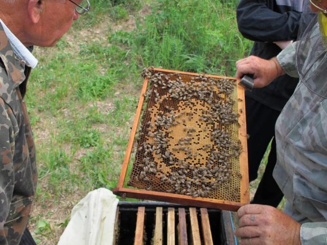 Beekeeping for beginners: where to start