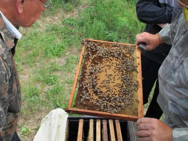 Beekeeping for beginners: where to start