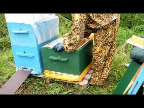 Beekeeping for beginners: where to start