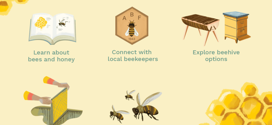 Beekeeping for beginners: where to start