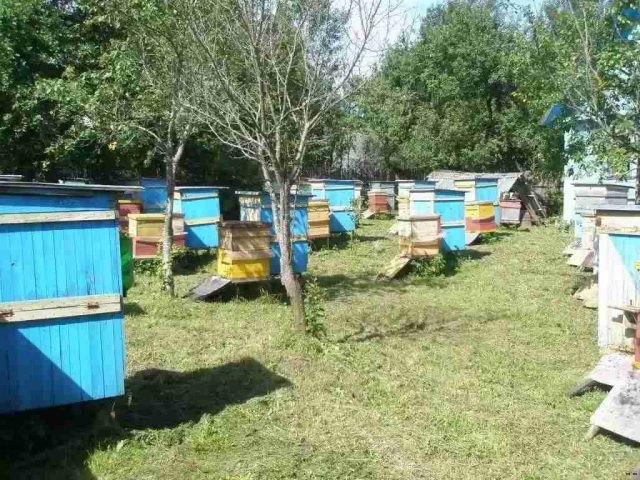 Beekeeping methods