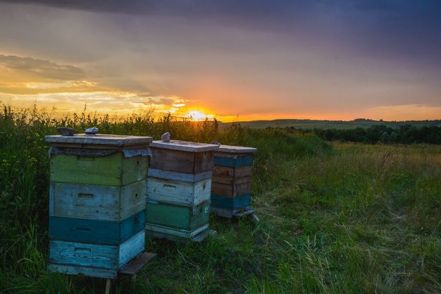 bees in autumn