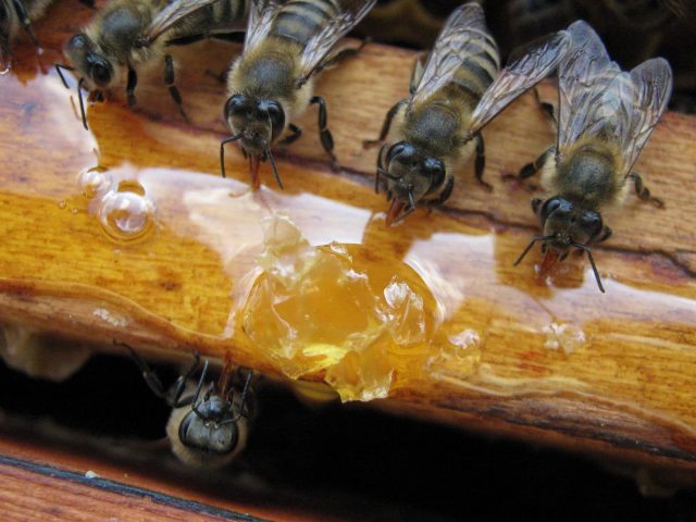 bees in autumn