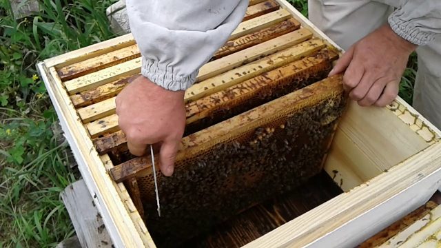 bees in autumn