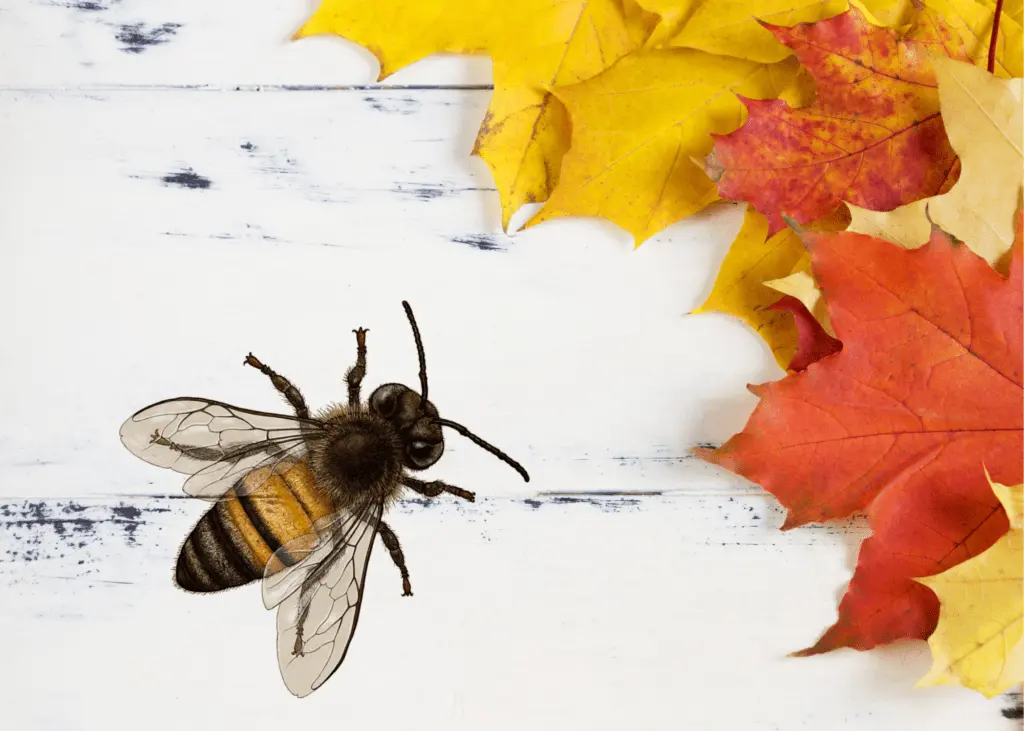 bees in autumn