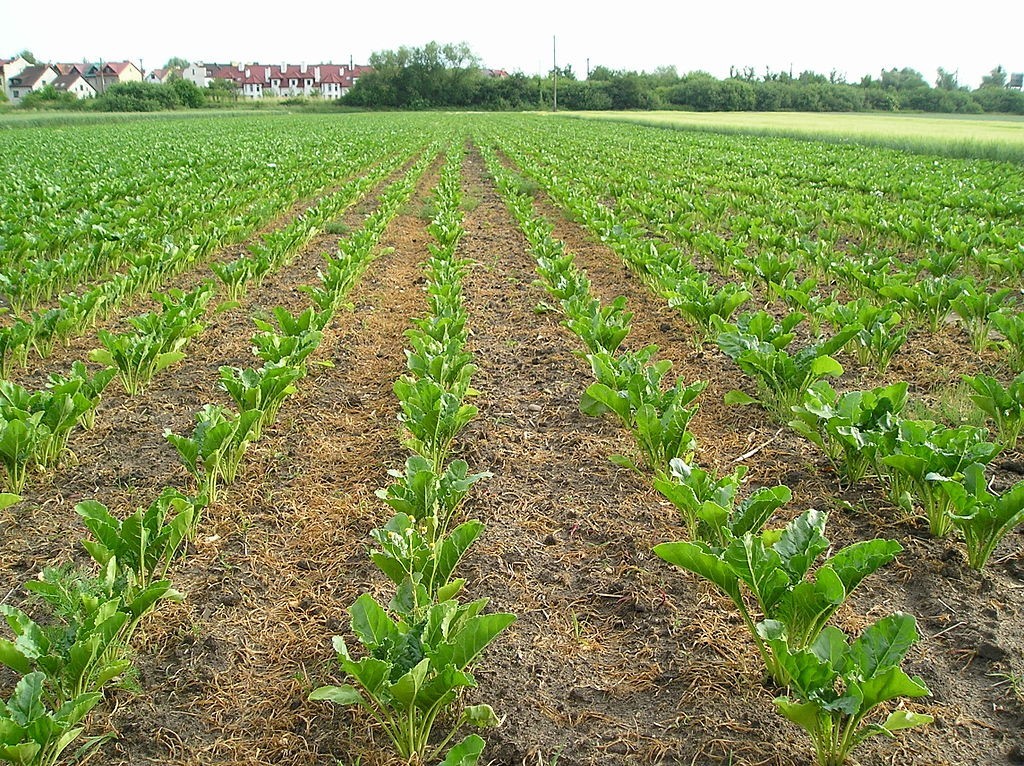 Beet herbicide: types, description, brief description