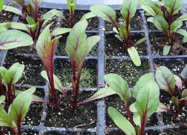 Beet seedlings: planting and care, how to plant in open ground