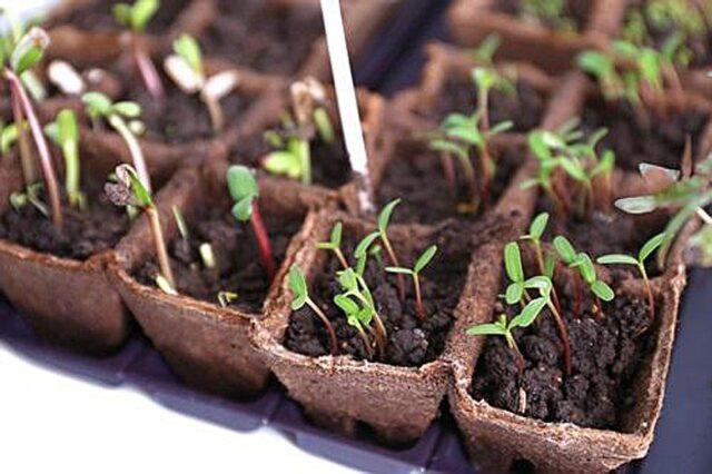 Beet seedlings: planting and care, how to plant in open ground