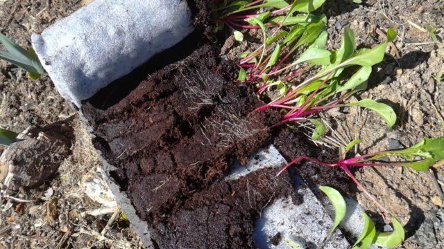 Beet seedlings: planting and care, how to plant in open ground