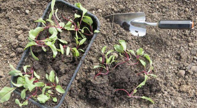 Beet seedlings: planting and care, how to plant in open ground