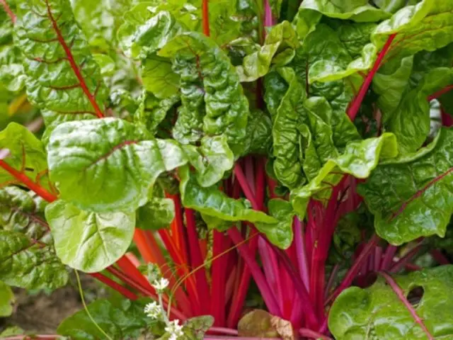 Beet tops: benefits and harms