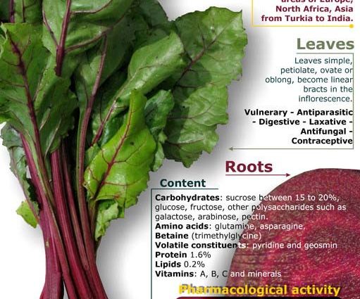 Beet tops: benefits and harms